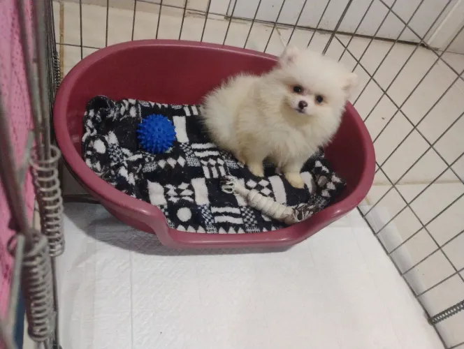 Lindo e minúsculo filhote macho de Spitz Alemão anão branco