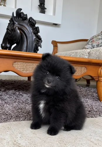 Lulu da Pomerânia
