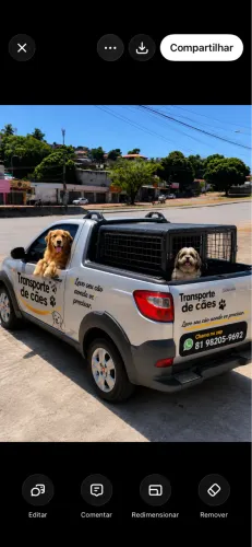 Transporte de cães 