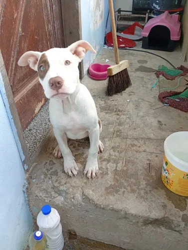 Filhotes de Pit Bull 