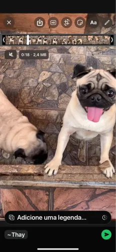 Fêmeas de pug adulta 