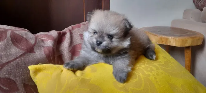 Lulu da pomerania 