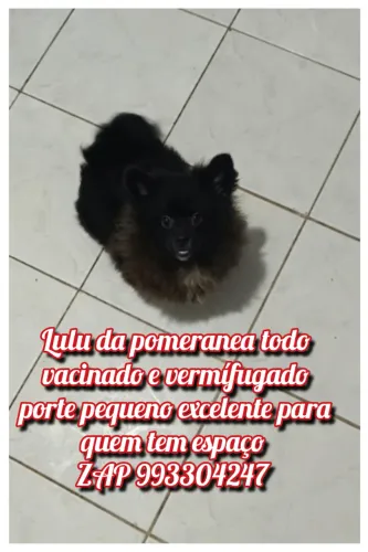 Brincalhão lulu da pomeranea todo vacinado e vermífugado aceito todos os cartões