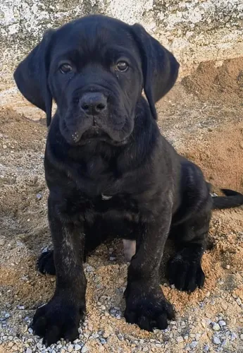 Filhotes de cane corso com pedigree
