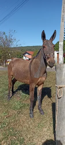 Burro de patrão