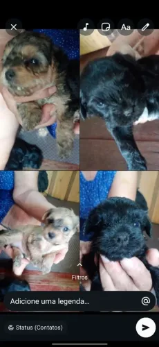 Filhote de poodle tooy