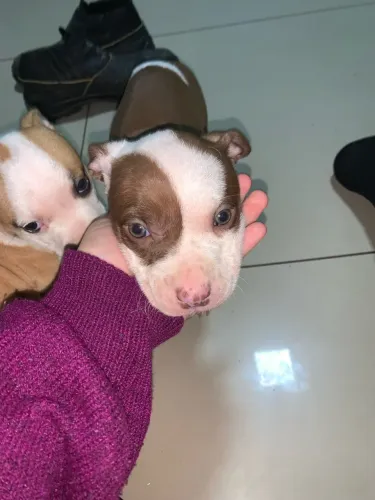 Filhote de pitbull olho claro