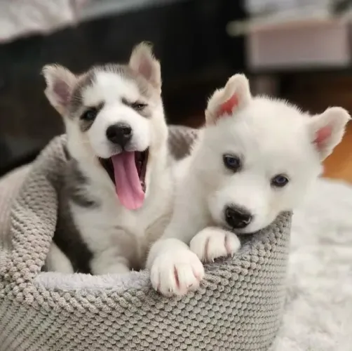 Filhotes de Husky Siberiano | Filhotes que transbordam simpatia.
