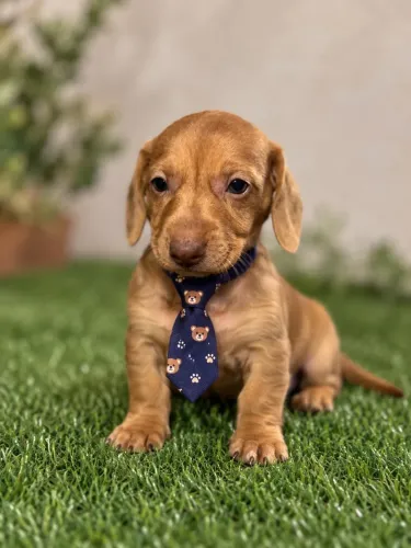 Dachshund Mini olhos claros fucinho chocolate cor red
