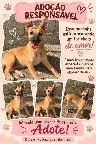 Adoção Responsável