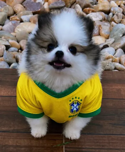 Filhote de Spitz Alemão Anão