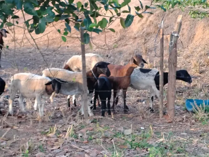 Carneiros Dorper e Santa Inês 
