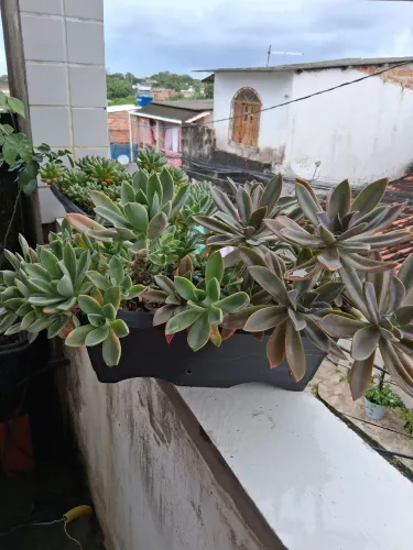 Suculenta
