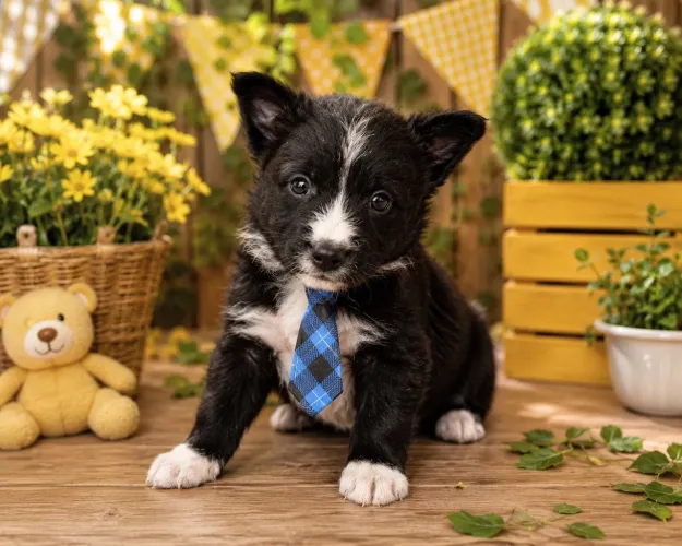 Lindíssimo border collie macho para você