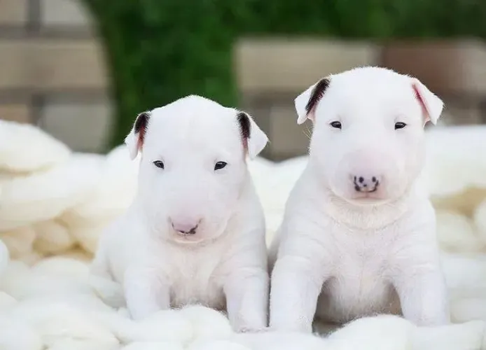 Bull Terrier Inglês Amor que se constrói com cuidado