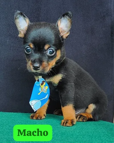 Pinscher macho e fêmea com 65 dias vacinados 