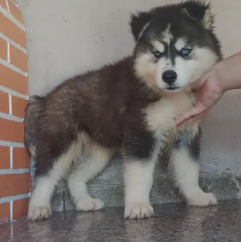 Filhote de husky siberiano macho