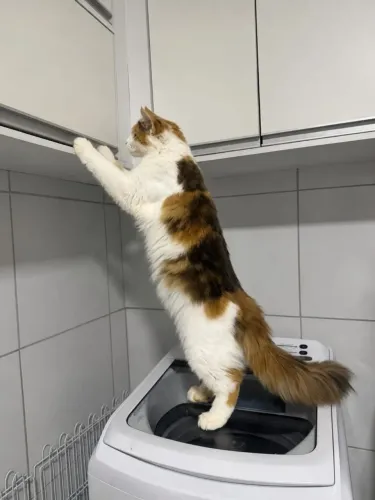 GATA MAINE COON