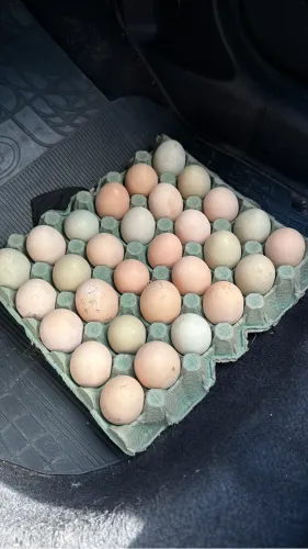Dúzia de Ovos de galinha GSB