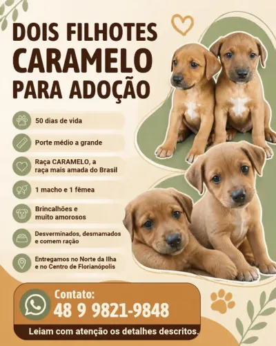 FILHOTES PARA ADOÇÃO