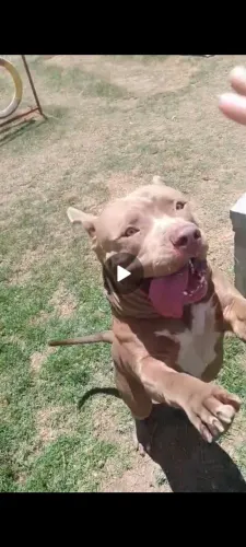 Pitmoster para cruzar