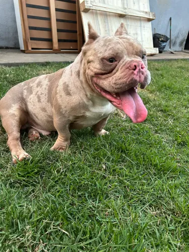 Cobertura de American Bully