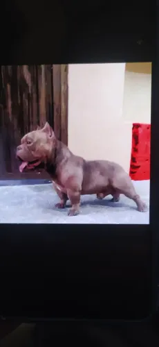 Bully micro