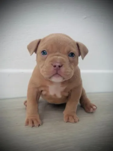 American Bully - Amizade Que Cuida E Dura