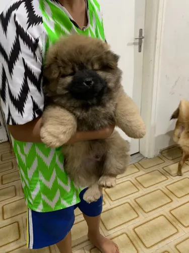 Vende-se filhote de chow chow