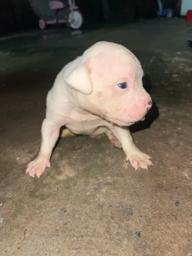 Filhotes de Pitbull 