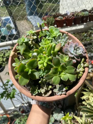Suculentas