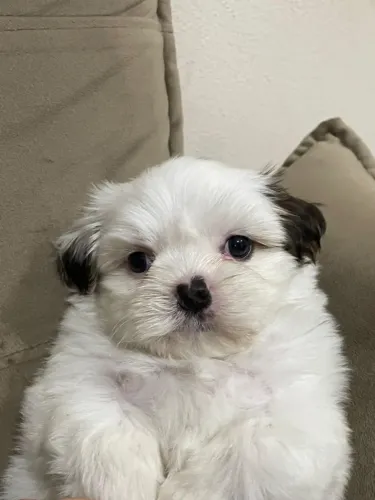Filhote Lhasa Apso com Pedigree Disponível