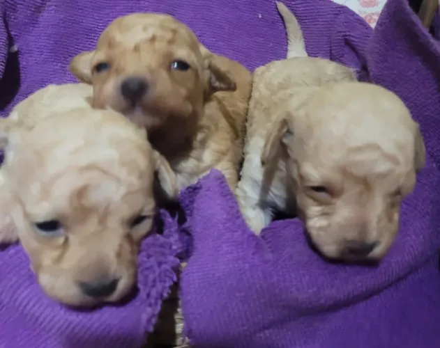 Filhotes de poodle toy
