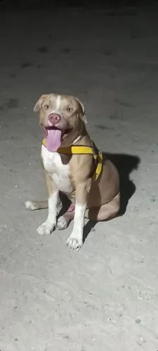 PITBUL