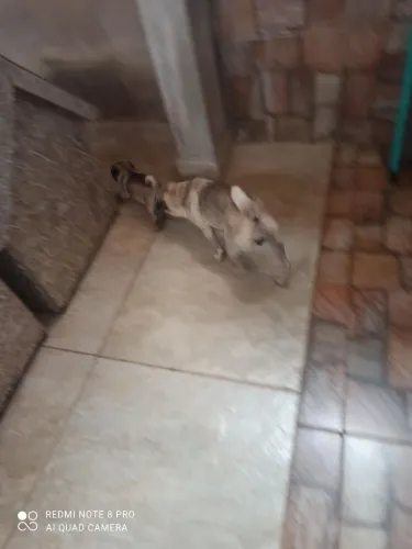 Filhote de Pug puro sangue ,macho ,45 dias de nascido ,muito lindo ele ,pelagem mista .