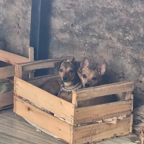 Doação de duas cachorras Pinscher