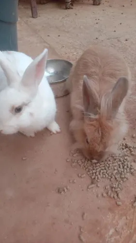 250 todos Coelhos ,sao 5 no total , tres femeas e dois machos,nao crecem mais.