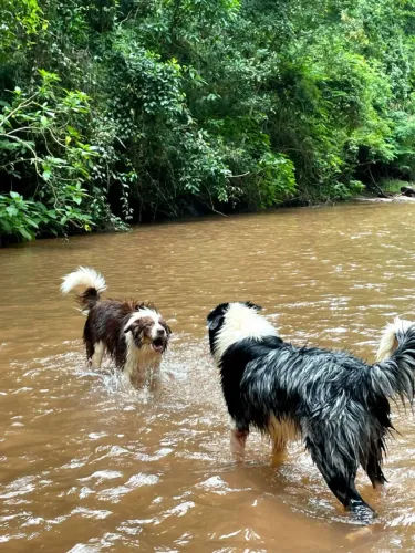 Casal Border collie