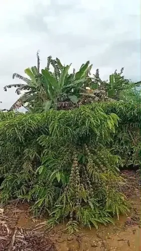 Vende-se uma chácara em alto paraíso