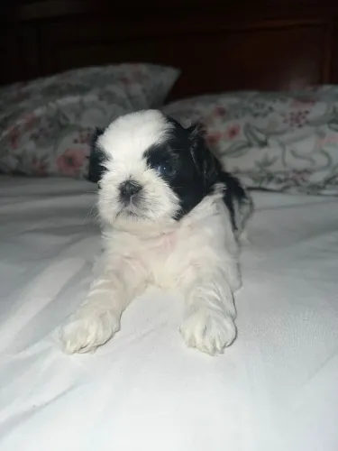 Filhote de shih tzu fêmea 
