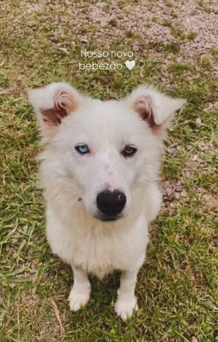 doação de borde collie