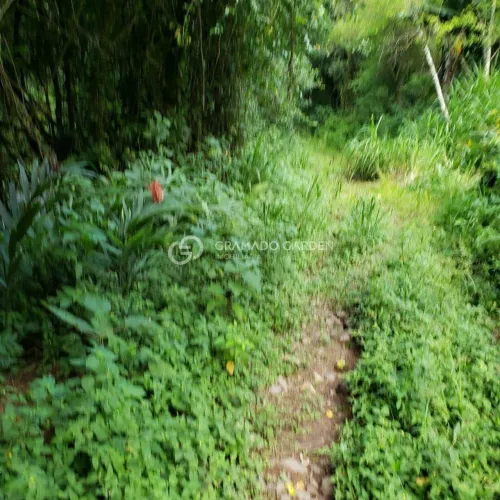 SÍTIO À VENDA, 40000 M² - FIGUEIRA - TRÊS COROAS/RS