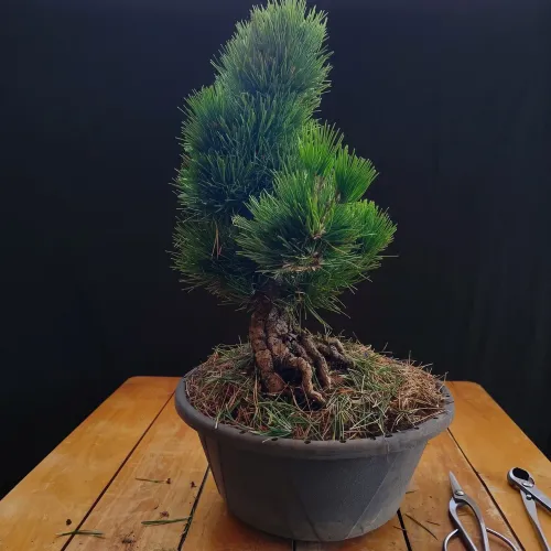 Pré bonsai Pinheiro Negro