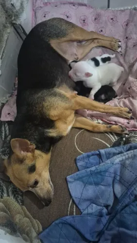 Pinscher machos zero com garantia