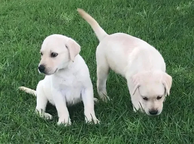 Labrador perfeito para crianças 