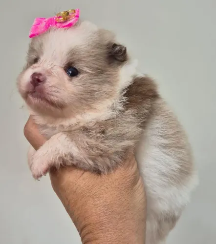 Spitz alemão merles