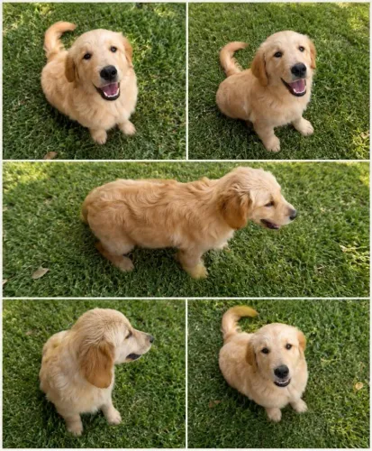 GOLDEN RETRIEVER MACHO (NÃO CASTRADO) 9 MESES