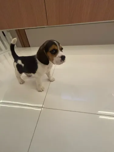 Filhote beagle já com plano de vacina incluso.