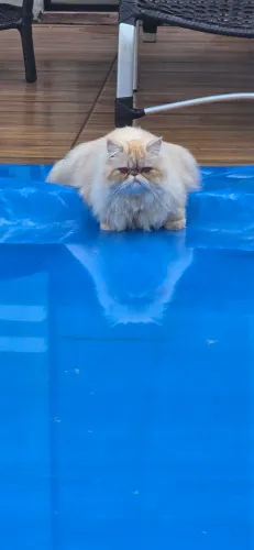 Gata persa