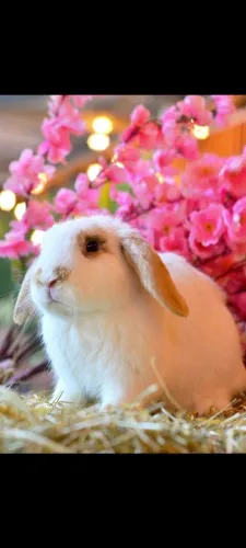 Fêmeas de Mini Lop coelho porquinho hamster Twister filhotes machos e fêmeas mini lion